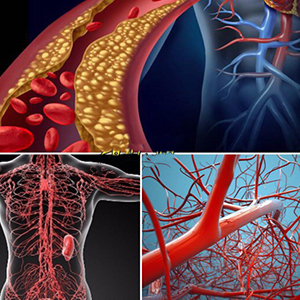 رگهای خونی یا سیستم عروقی بدن
